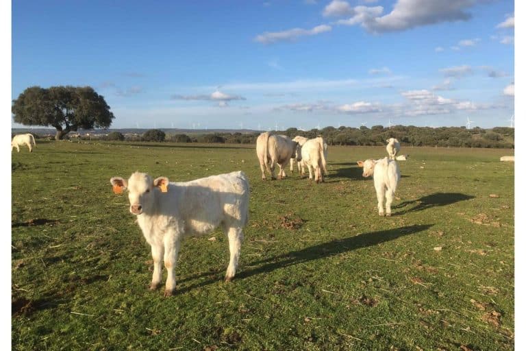 Ternera del Bajo Tormes, carne de calidad excelente