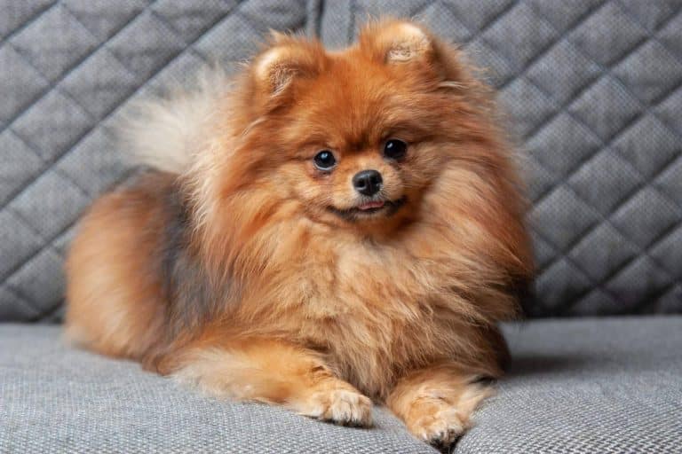 Los Pomerania que hay en Cachorros del Valle