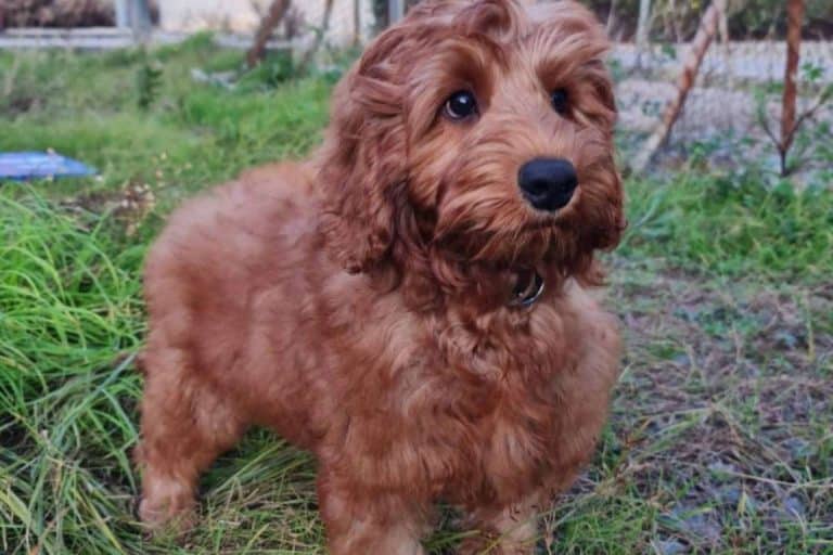 BaggagePets ofrece diferentes opciones para el transporte internacional de las mascotas