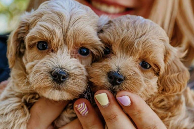 ¿Dónde encontrar un criadero de perros pequeños que destaque por su amor por los animales? Los Luceros de Vandalia