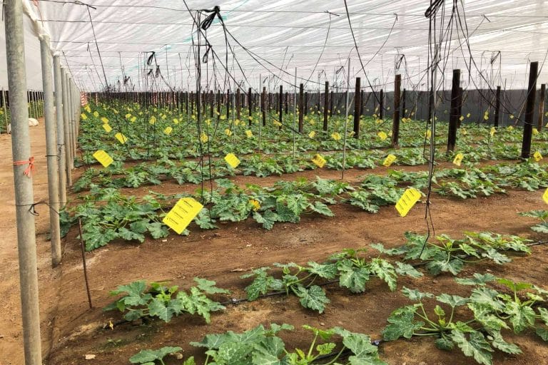 ITC ofrece equipos de fertirrigación para el cultivo de calabacín