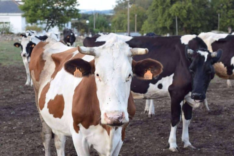 Aumenta el temor ante la escasez de leche