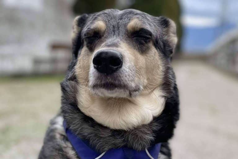 ¿Cuál es la importancia de las emociones en los perros?