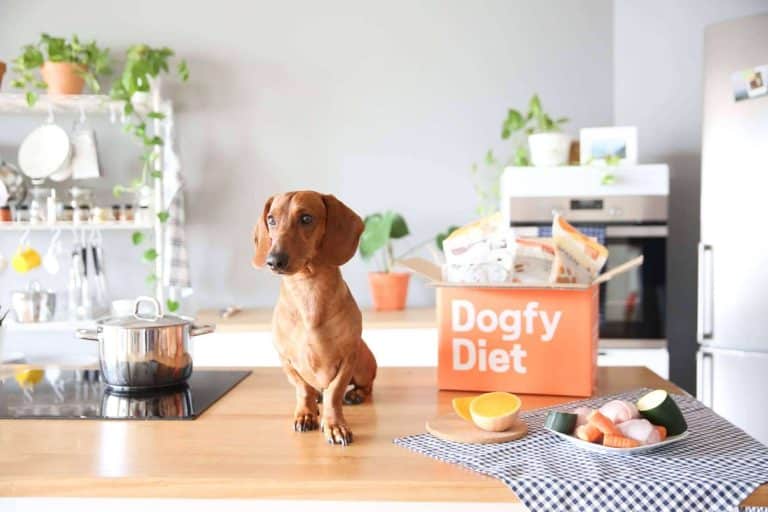 ¿Un perro que aún come pienso? Dogfy Diet ofrece una forma de alimentación natural para perros