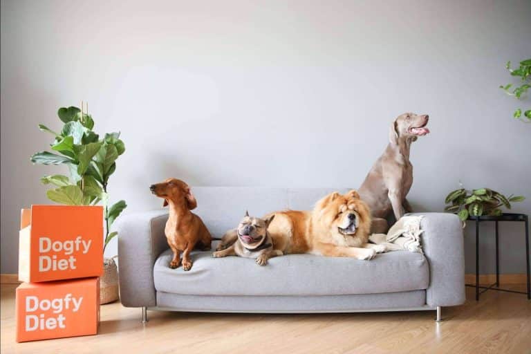 Beneficios de la comida natural para perros Dogfy Diet