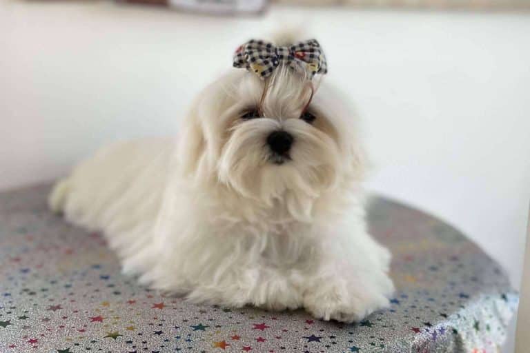 Perros caniches toy en Los Luceros de Vandalia