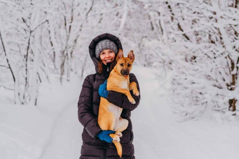 Adoptar perros de forma responsable en Valencia