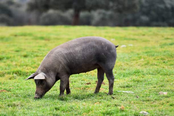 La alimentación de los cerdos