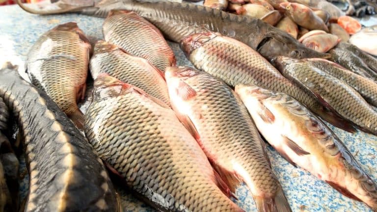 ¿Qué es el anisakis?