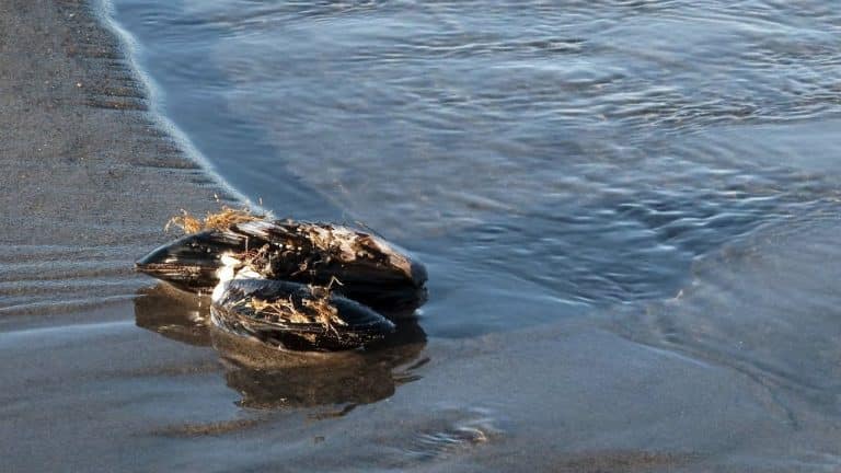 Encuentran una almeja que tiene 214 años y pesa más de un kilo