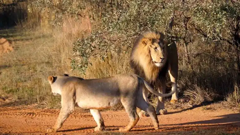 ¿En qué consiste el Dimorfismo en los animales?