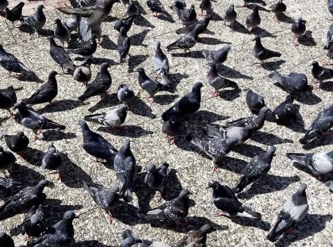 palomas