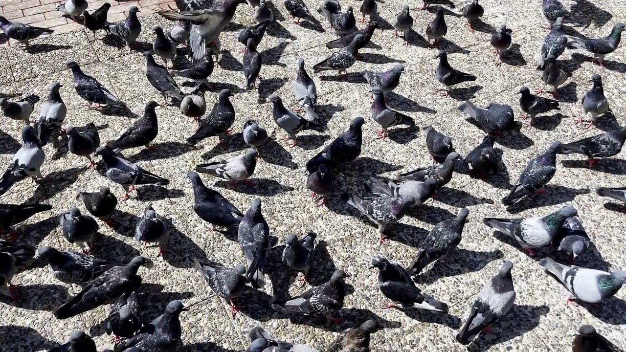 palomas