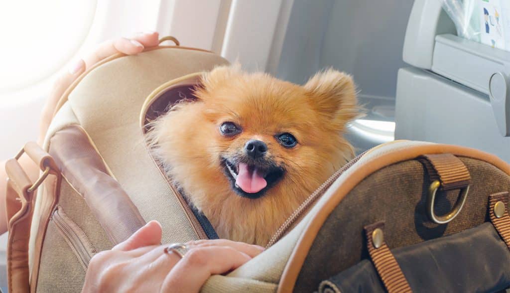 10 razas de perros perfectas para hogares pequeños 4 1140 small pomeranian on flight esp