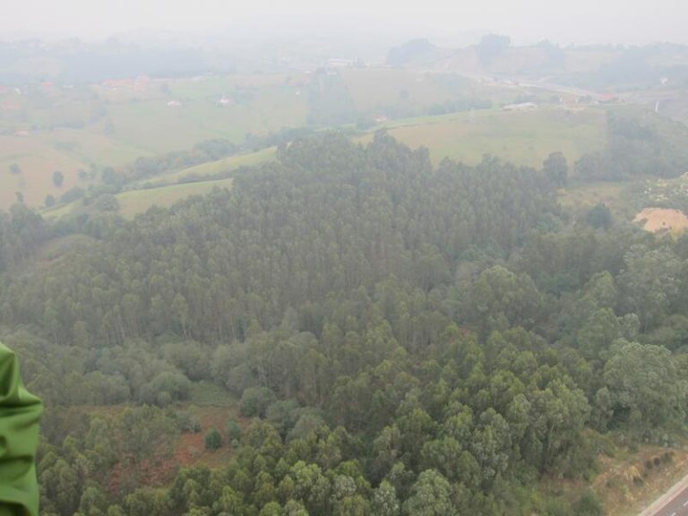 Ecologistas exigen gobierno asturiano replantear en profundidad su modelo y política forestal
