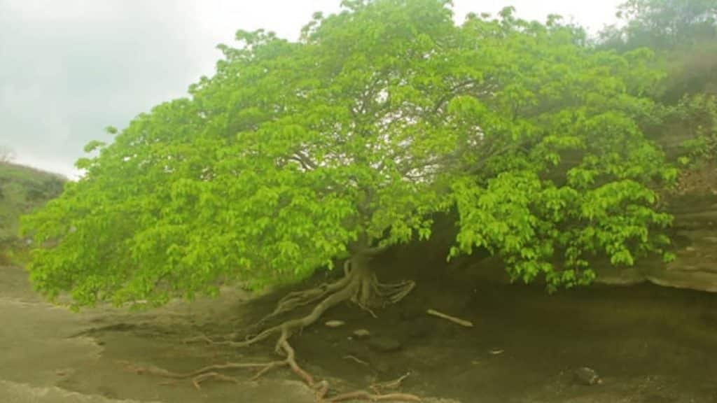 La leyenda del árbol de la muerte