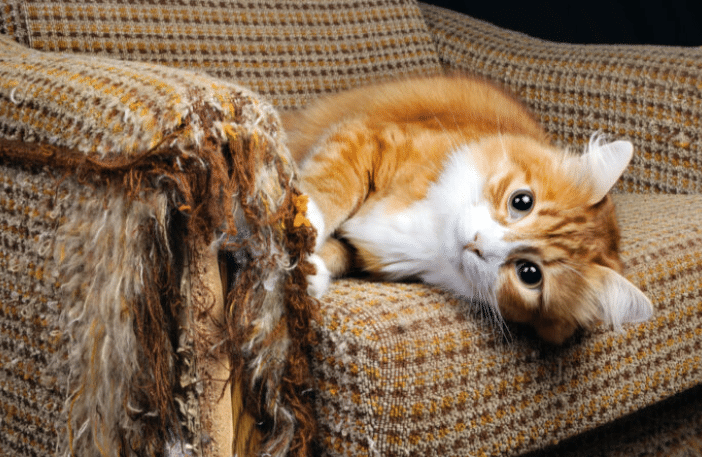 El sencillo consejo para que tu gato no arañe los muebles