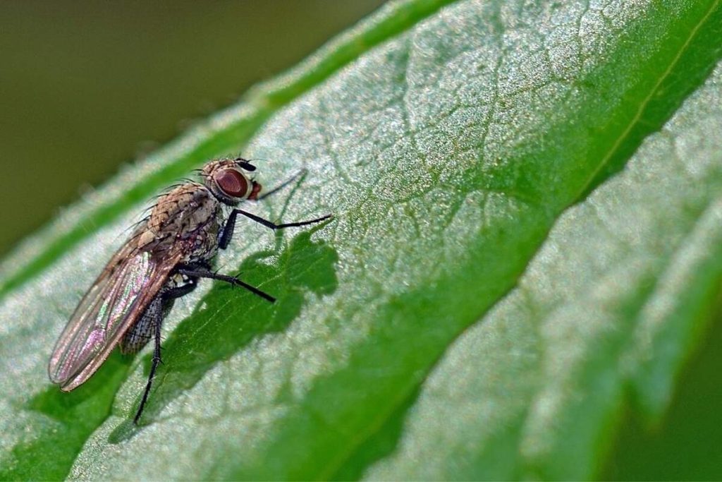 ¿Qué es la mosca negra?