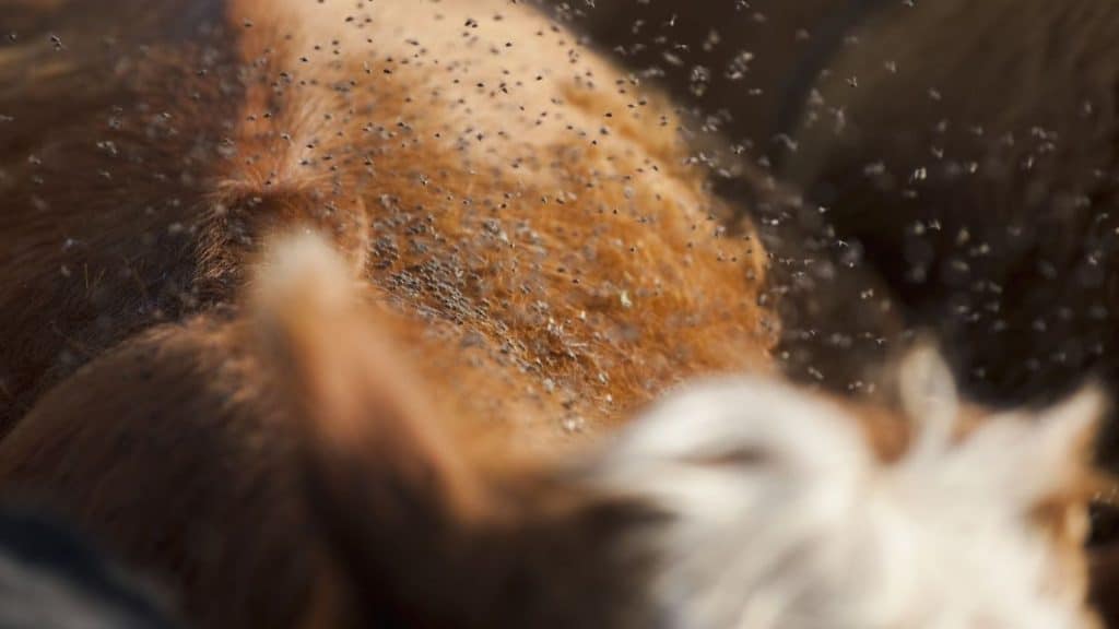 Efectos de la picadura de la mosca negra