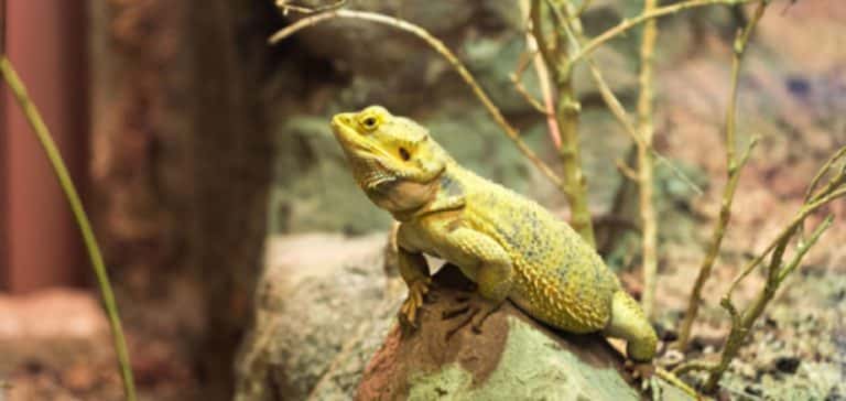 Una investigación de la UEx advierte de que el tráfico ilegal de especies pone en riesgo la salud de personas y animales