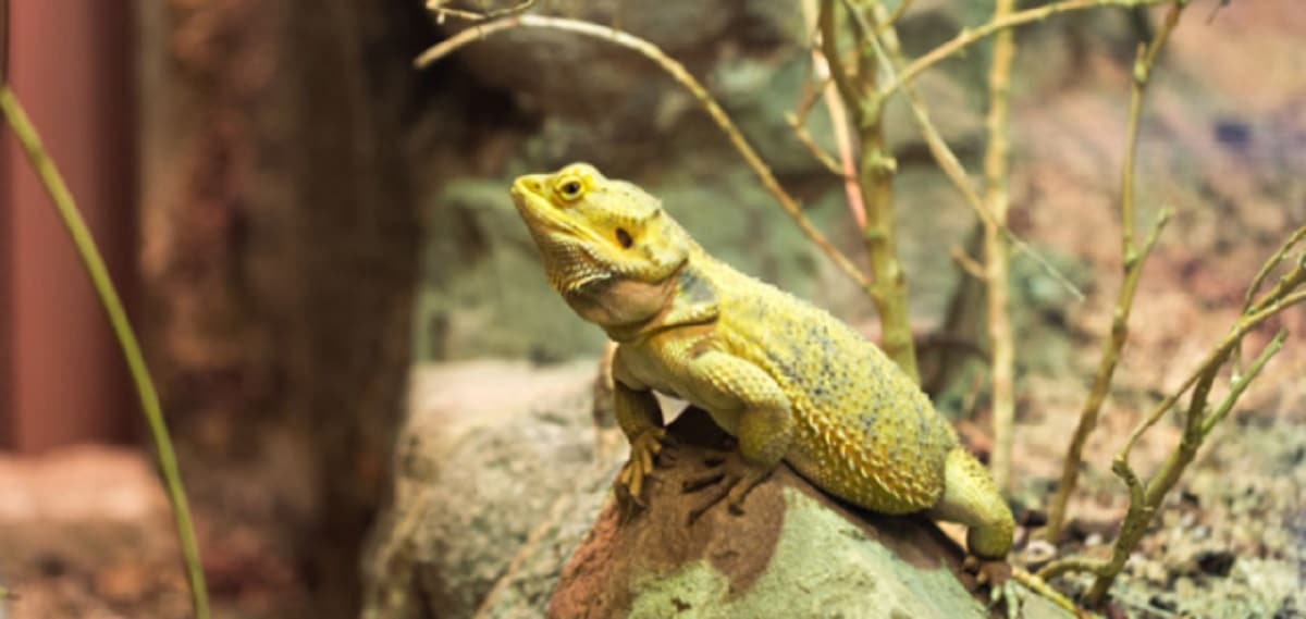 Iguana terrario