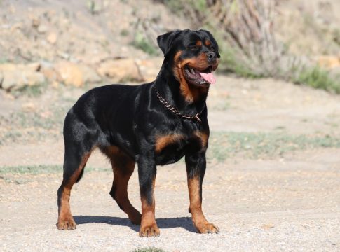 Rottweiler Los expertos advierten: estas son las razas de perros que nunca deberías tener en una casa