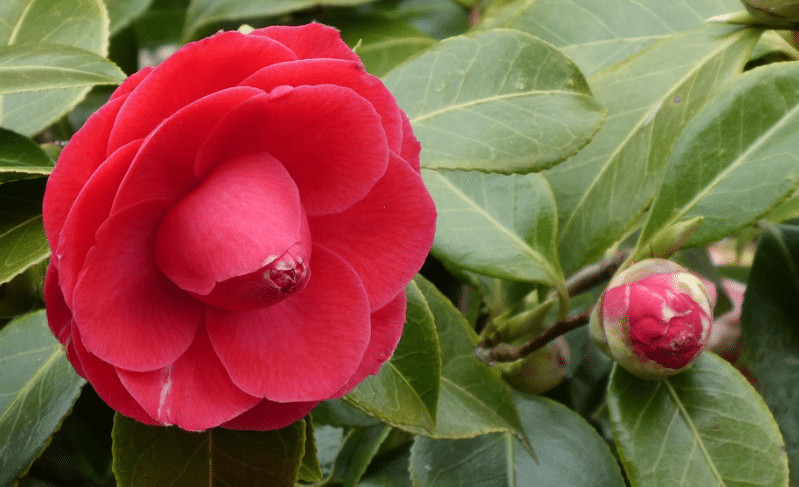 camelia japónica