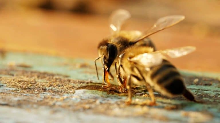 ¿Por qué las abejas caen al suelo cuando se apagan las luces?