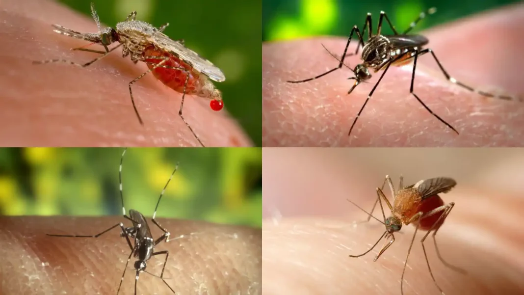 Mosquitos: Trucos que no son trucos