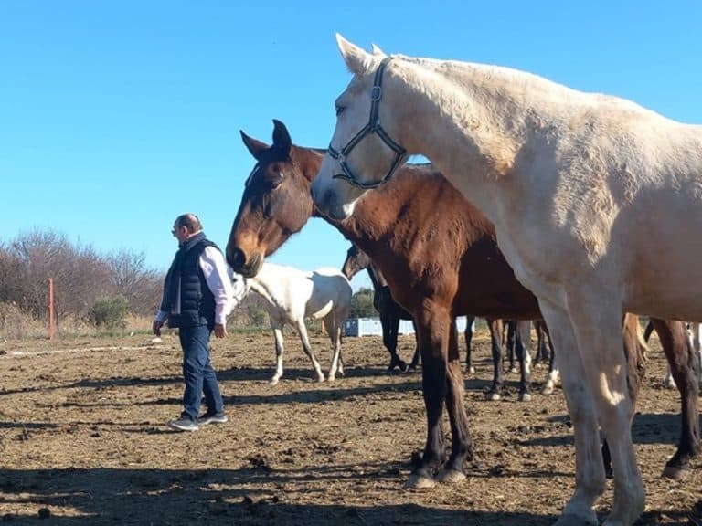 Los fines principales de la industria equina en España, según Ángel José Arcéiz Sánchez