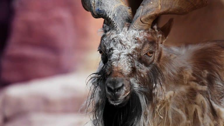 Hallan más de 2000 carneros momificados en un templo de Ramses II