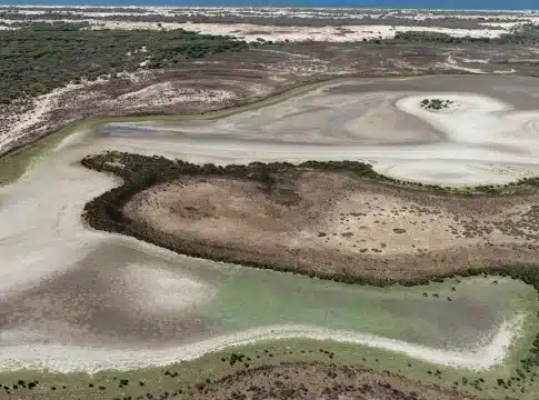 campo extinción doñana