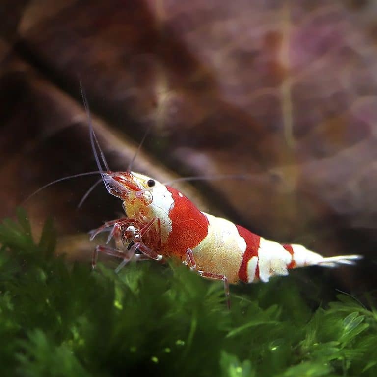 My Shrimp House y acuaristas coinciden en que las gambas de acuario son la nueva tendencia en acuariofilia