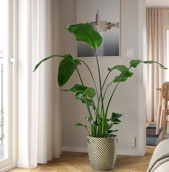 Planta Ave del paraíso de Ikea