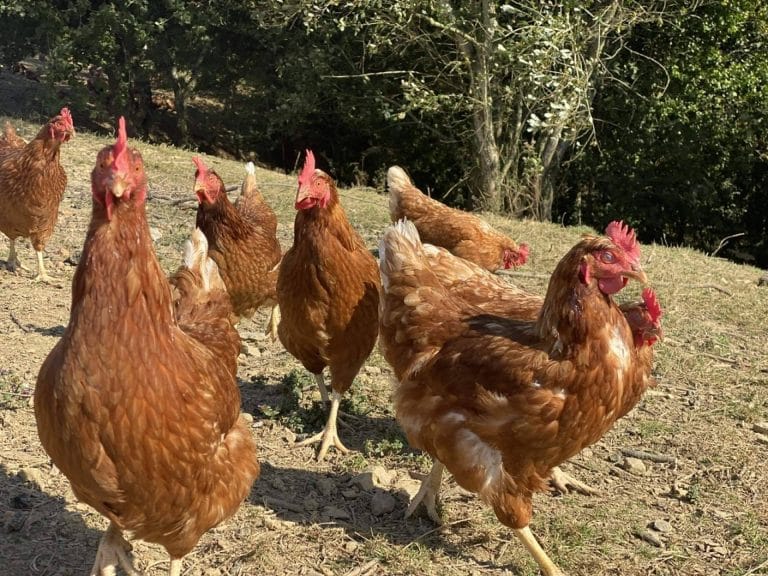 La IX Jornada Técnica AviAlter es una apuesta por la sostenibilidad del sector