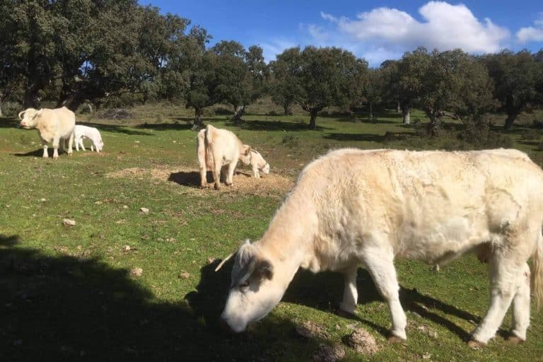 Ternera del Bajo Tormes produce y comercializa carne de ternera ecológica