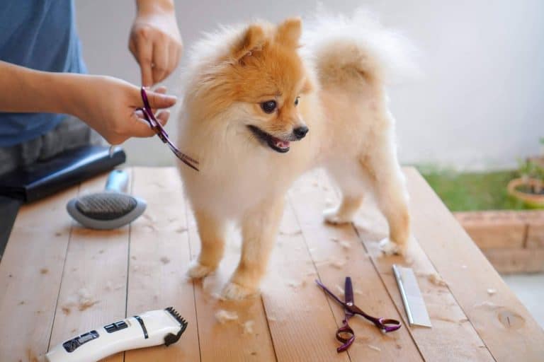 Los beneficios de contratar los servicios de una peluquería canina, por Perrukings