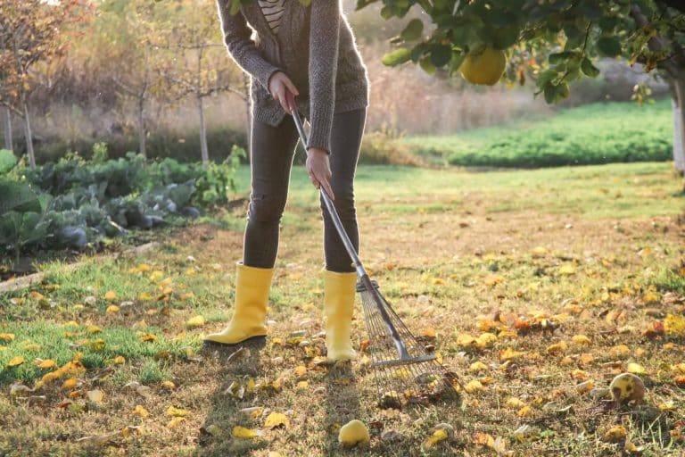 Podas Madrid, la empresa que ofrece servicios de desbroces y limpiezas de fincas y parcelas