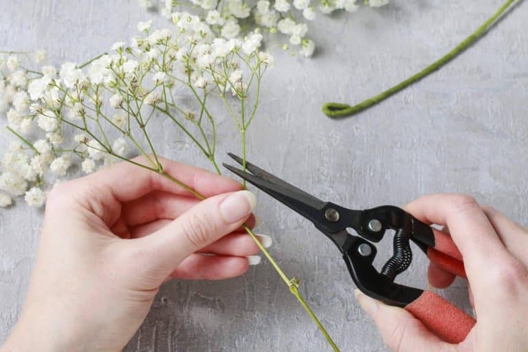 La paniculata blanca está disponible en Rosistirem