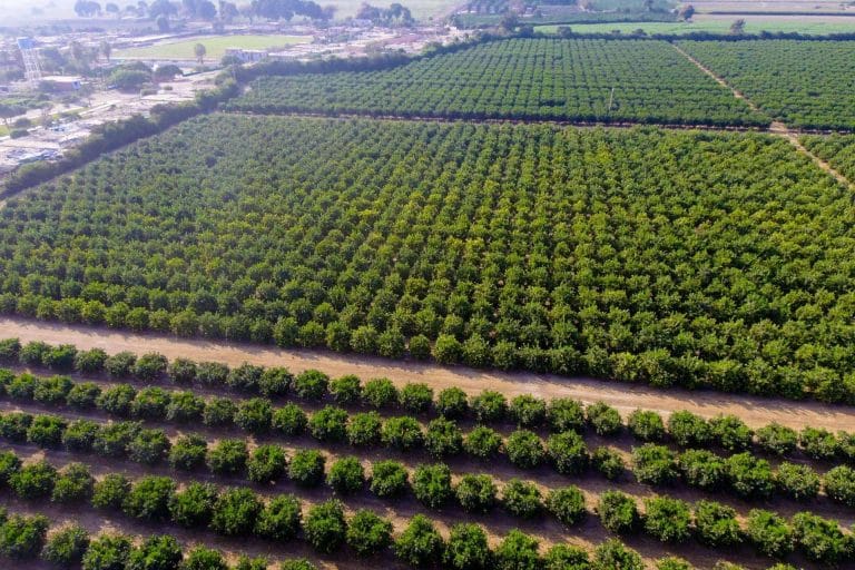 ¿En qué lugar consultar los productos fitosanitarios vigentes del Ministerio?