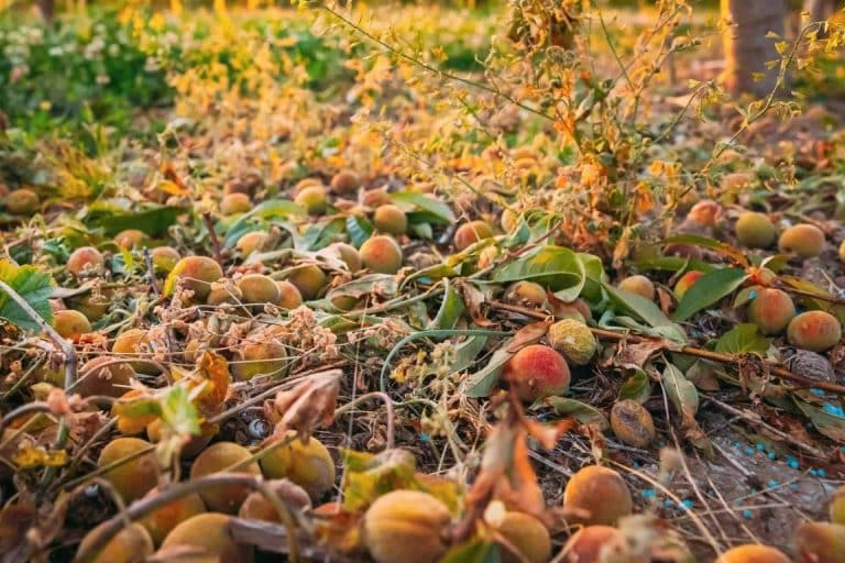 Grupo SPAG expone las consecuencias del granizo para la agricultura