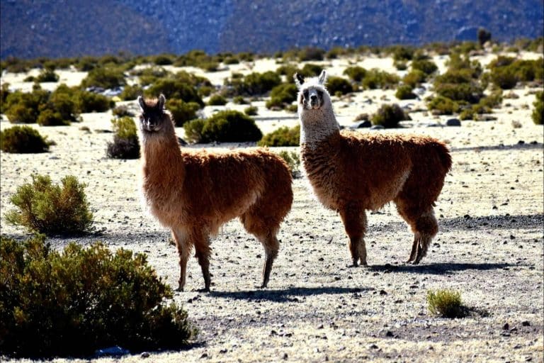Mayuru Tour permite descubrir los rincones más impresionantes de Chile