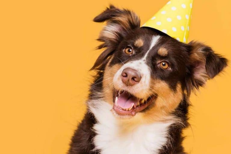 El cambio de pelaje en las mascotas y cómo minimizar sus efectos en casa