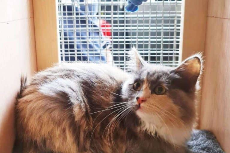 Los trucos para acostumbrar una mascota al trasportín, por BaggagePets