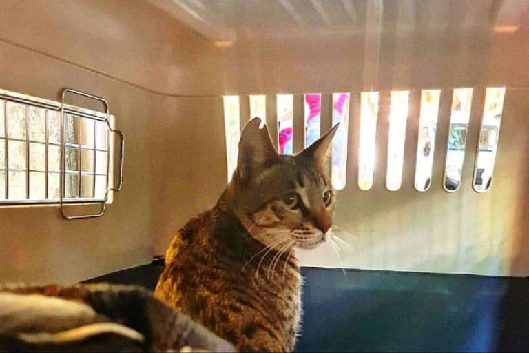 BaggagePets es un miembro de IPATA con 15 años de experiencia