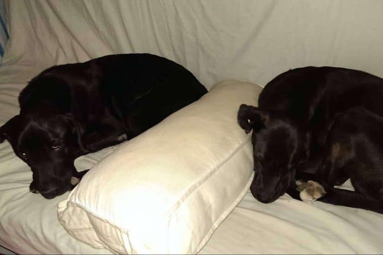 ¿Cómo superar el duelo tras la pérdida de una mascota?