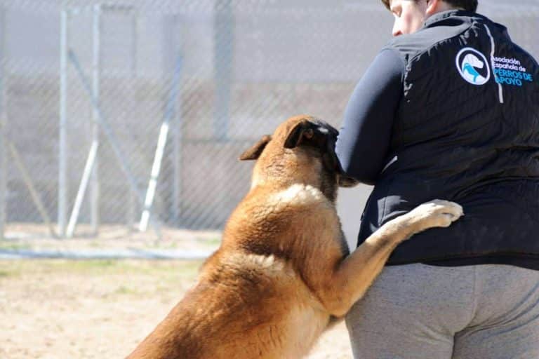 ¿Cuáles son las diferencias entre un perro de compañía, de apoyo emocional y de asistencia?, por la Asociación Española de Perros de Apoyo