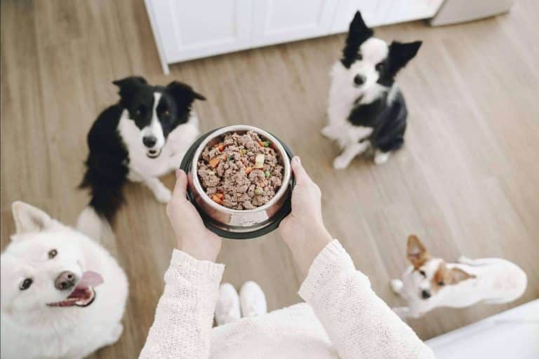 20 enfermedades más habituales en perros, por Dogfy Diet