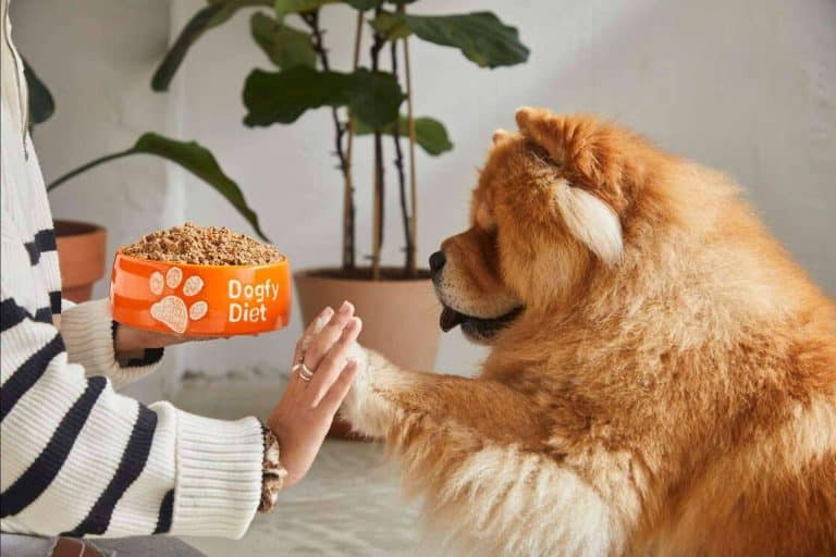 ¿Cuáles son las ventajas e inconvenientes de los distintos tipos de comida para perros?, por Dogfy Diet