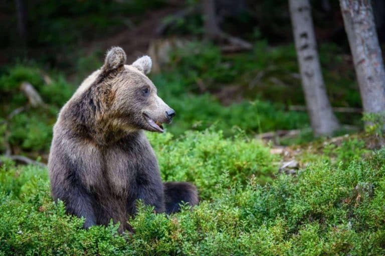 Metapark ZOO es el proyecto de realidad aumentada de la empresa Lucatia